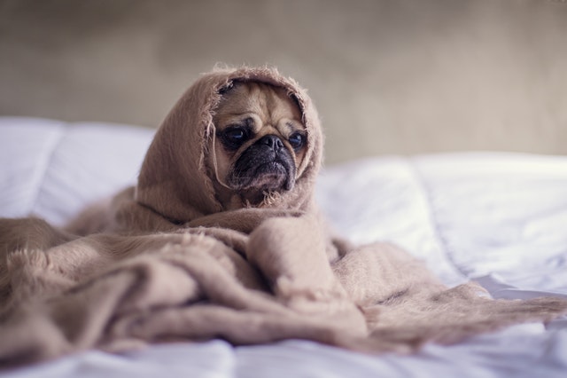 Pes zabalený v deke, sediaci na posteli.jpg
